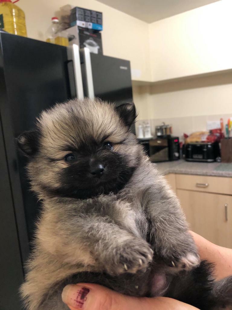 gumtree teddy bear puppies